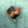 免费短剧大全